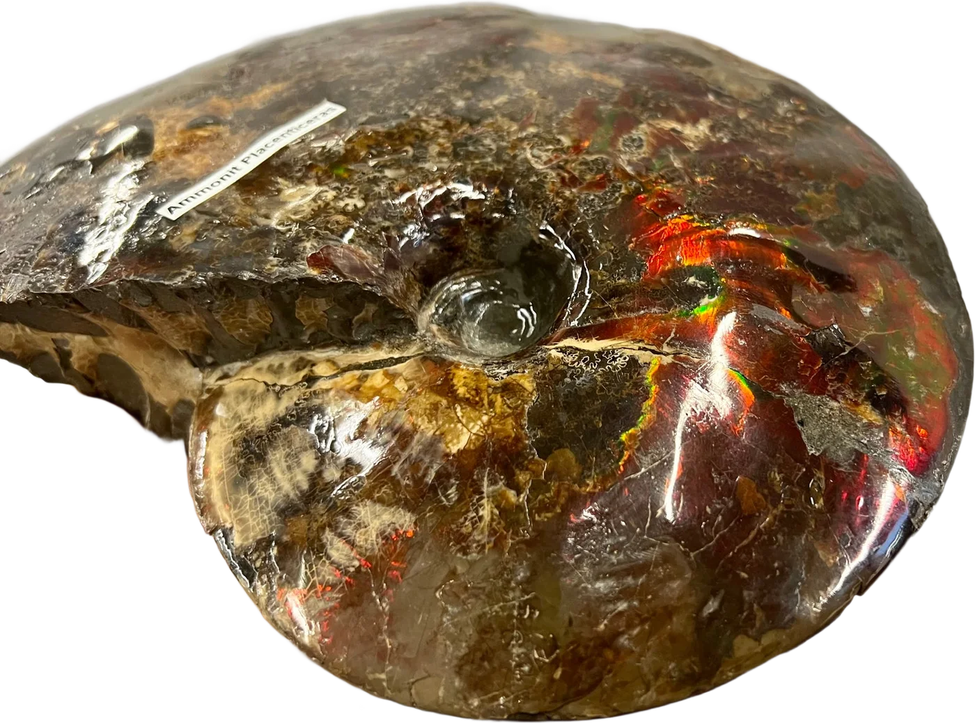 Opalisierter Ammonit